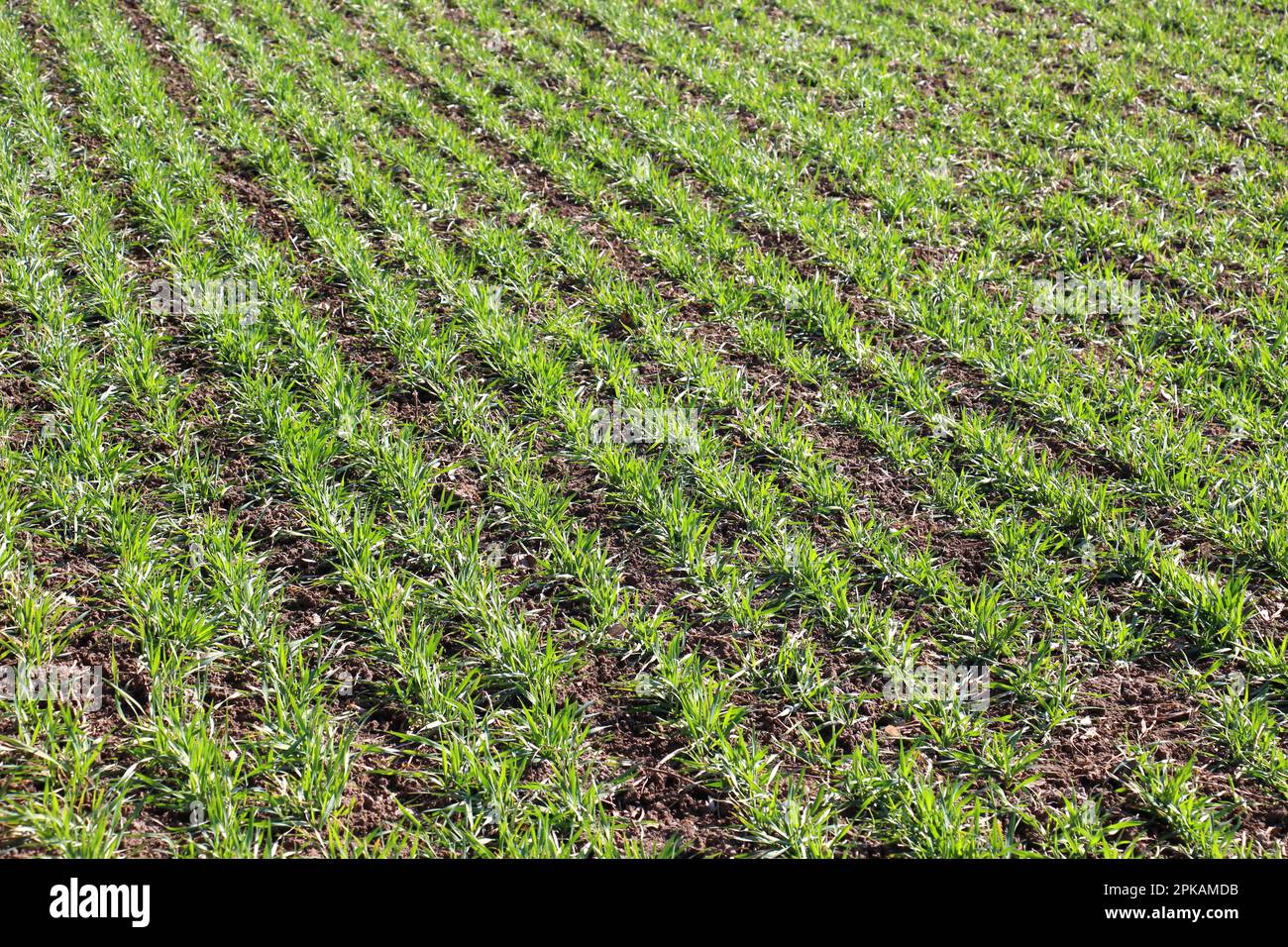 Buone semine di grano invernale nel campo primaverile Foto Stock