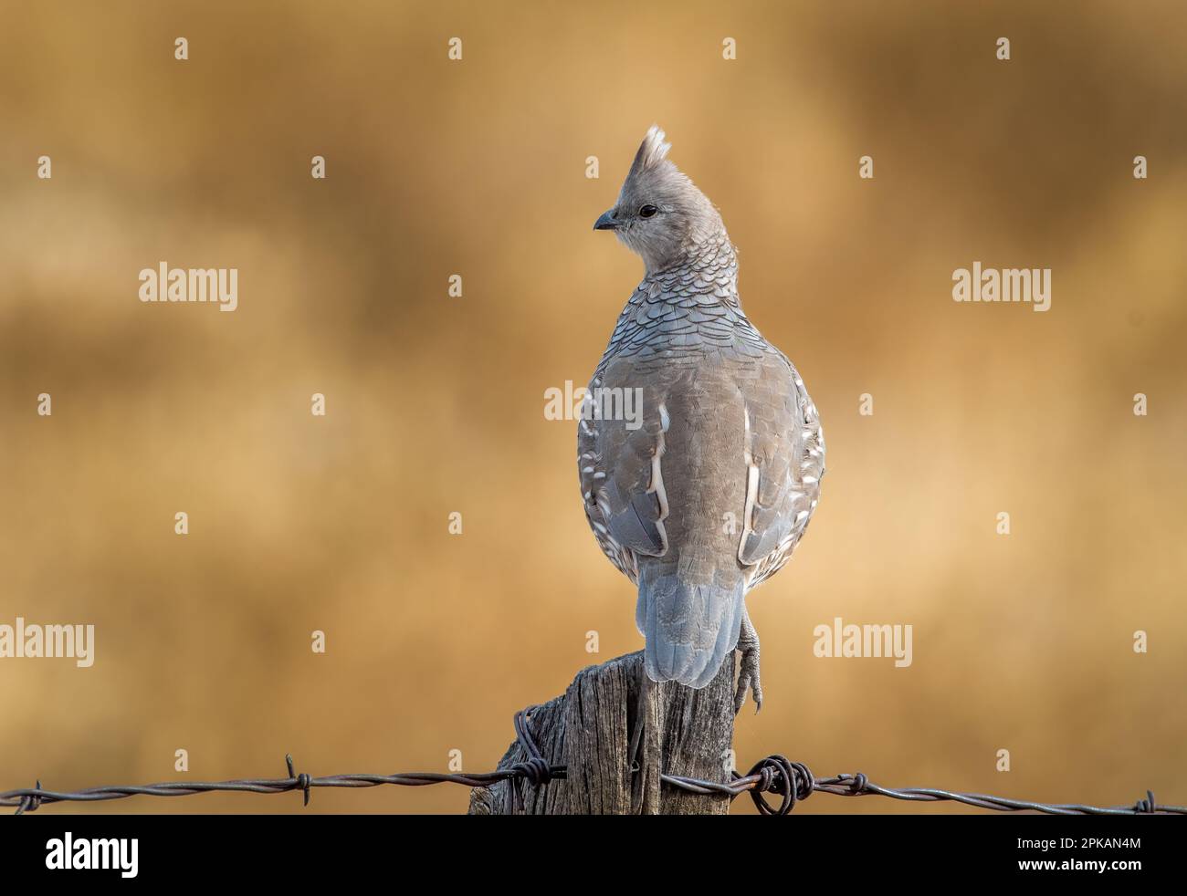 Un bellissimo e amato Quail scalato si appende su un palo nella campagna del Colorado, tenendo d'occhio un'altra dozzina di quaglie sotto. Foto Stock