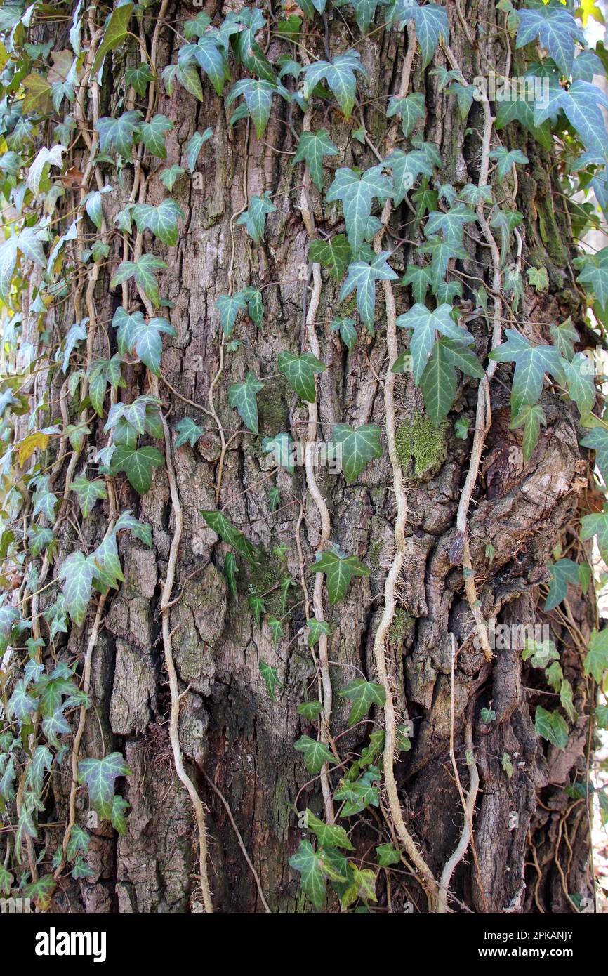 Ivy (Hedera Helix) è una pianta di arrampicata sempreverde che si estende lungo un albero nella foresta. Foto Stock