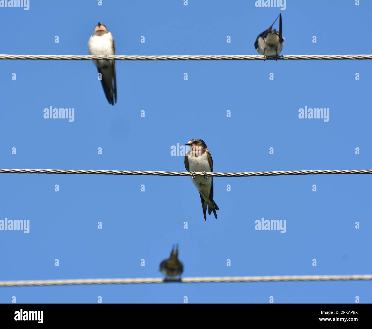 La mattina prima di come volare fuori nell'areasl più caldo per alcuni giorni swallows riunirsi in una confezione e sedersi sui fili Foto Stock