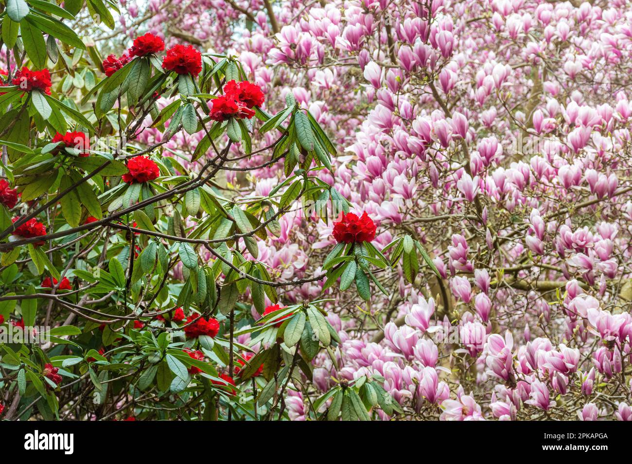 Coloratissime fioriture primaverili di arbusto di rododendro rosso e albero rosa di magnolia in Valley Gardens, Windsor Great Park, Surrey, England, UK, Nel mese di aprile Foto Stock