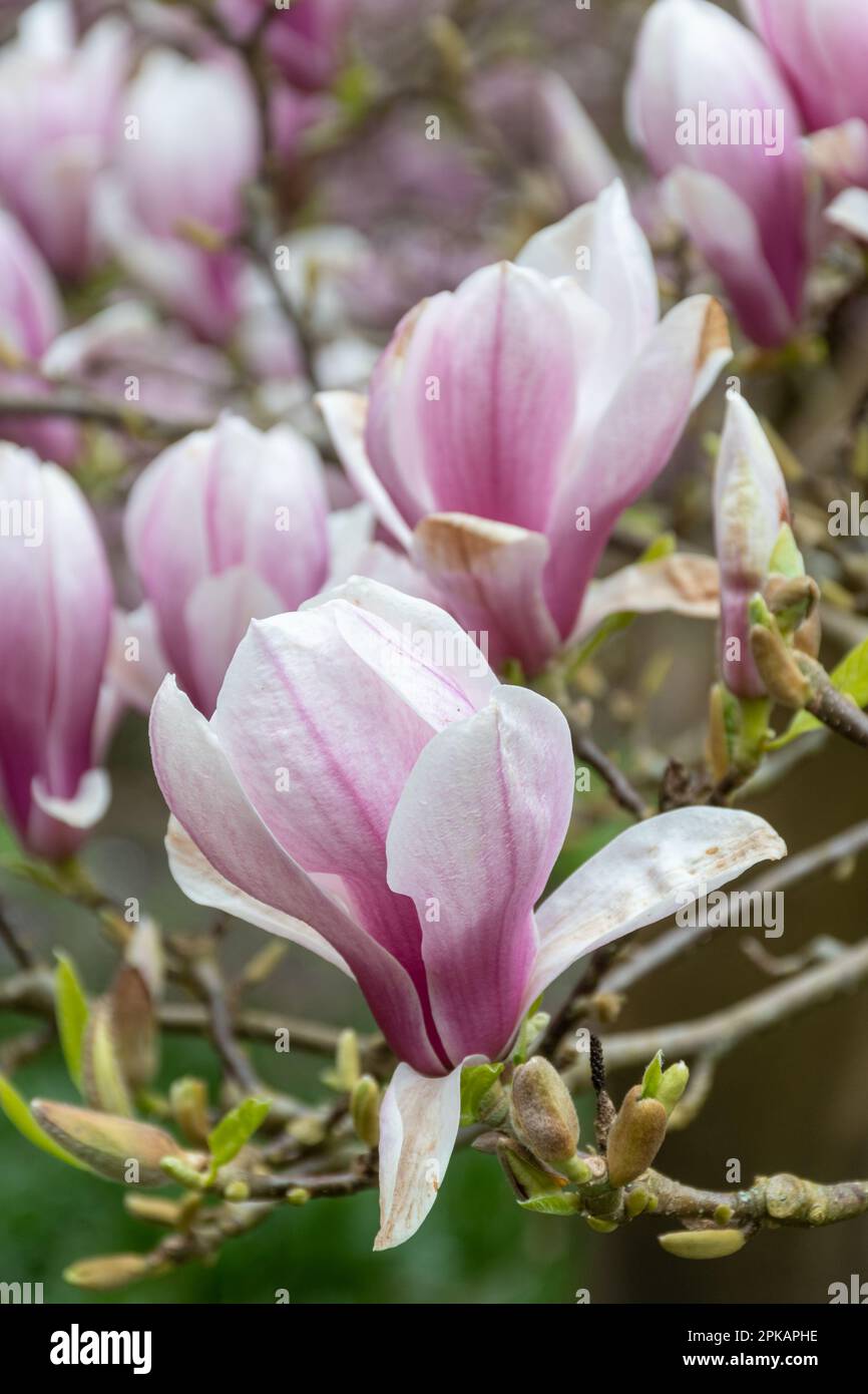 Fiori rosa di Magnolia x Soulangeana (denudata x liliiflora) albero 'Amabilis', fiorito durante la primavera, UK Foto Stock