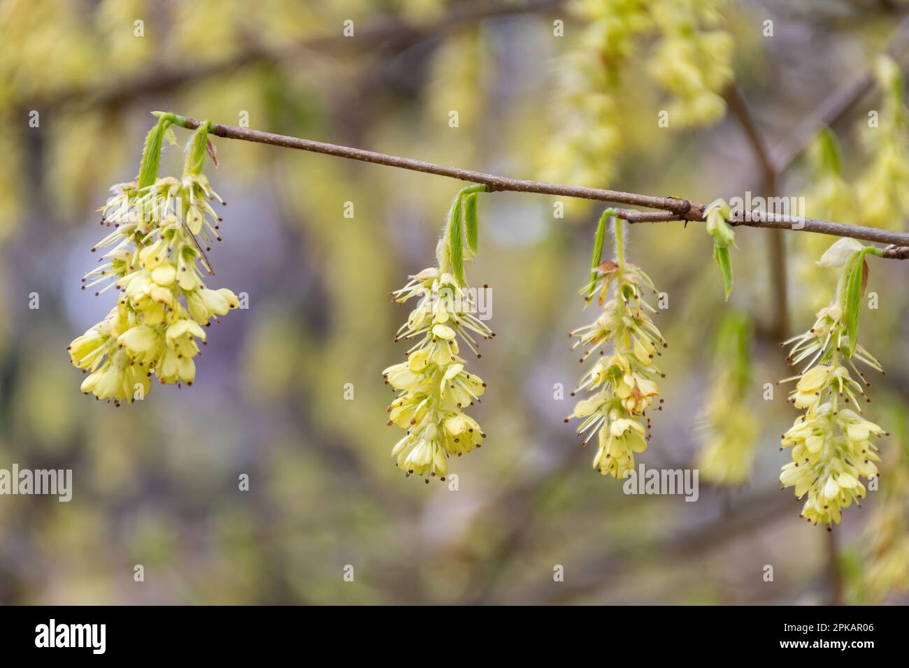 Pendulous fiori gialli pallidi di arbusto di Corylopsis glabrescens, anche chiamato fragrante nocciolo invernale, fioritura durante la primavera, UK Foto Stock