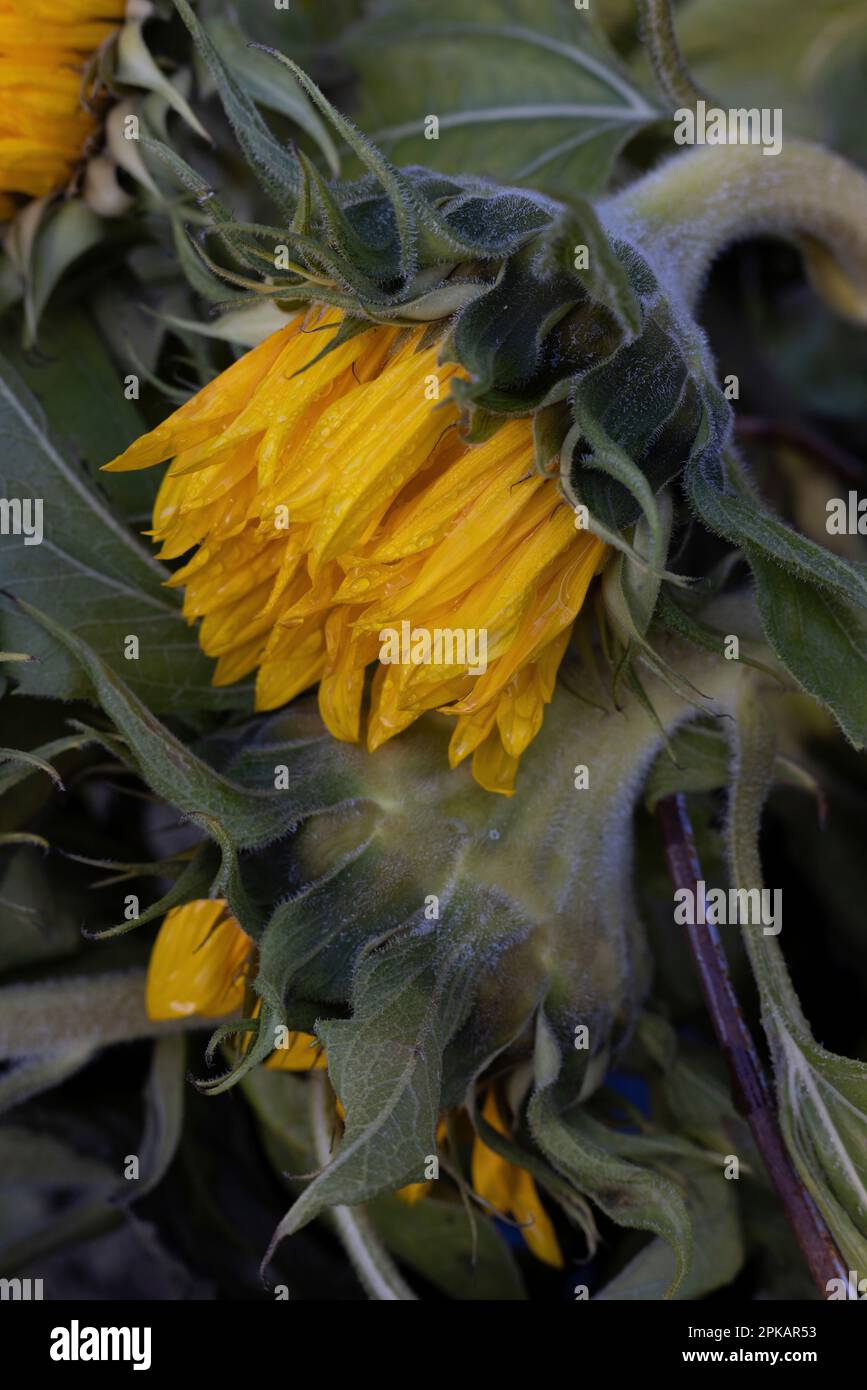 Dettaglio di un girasole Foto Stock