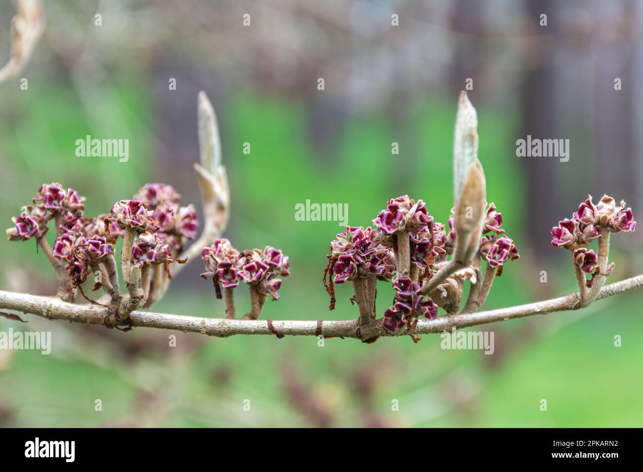 Hamamelis x intermedia 'pallida', giallo strega nocciola nel mese di aprile Foto Stock