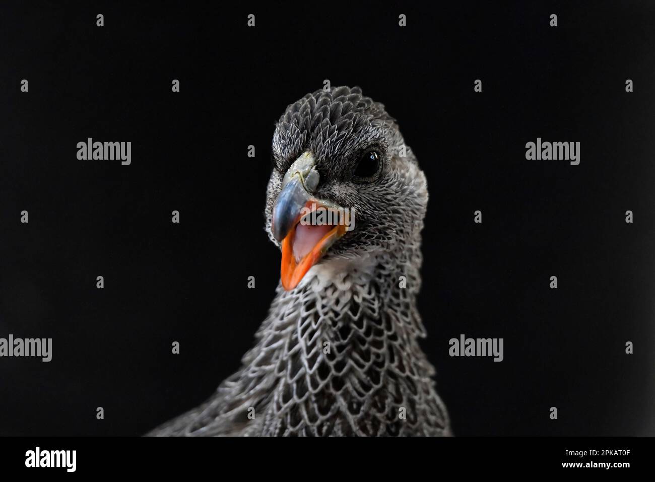 Capo Spurfowl (Pternistis capensis), Meerenbosch, Sudafrica. Foto Stock