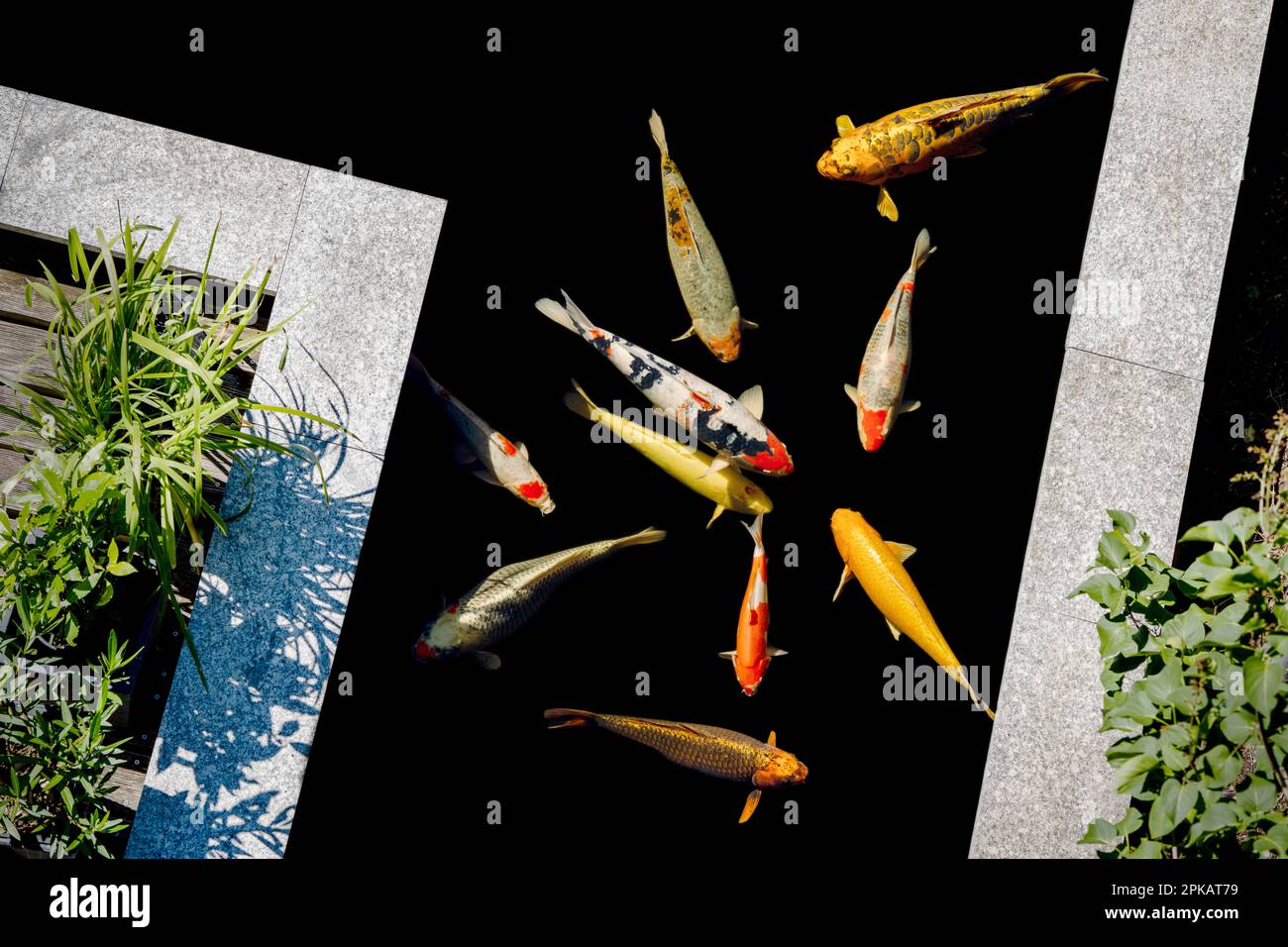 Stagno di Koi Foto Stock