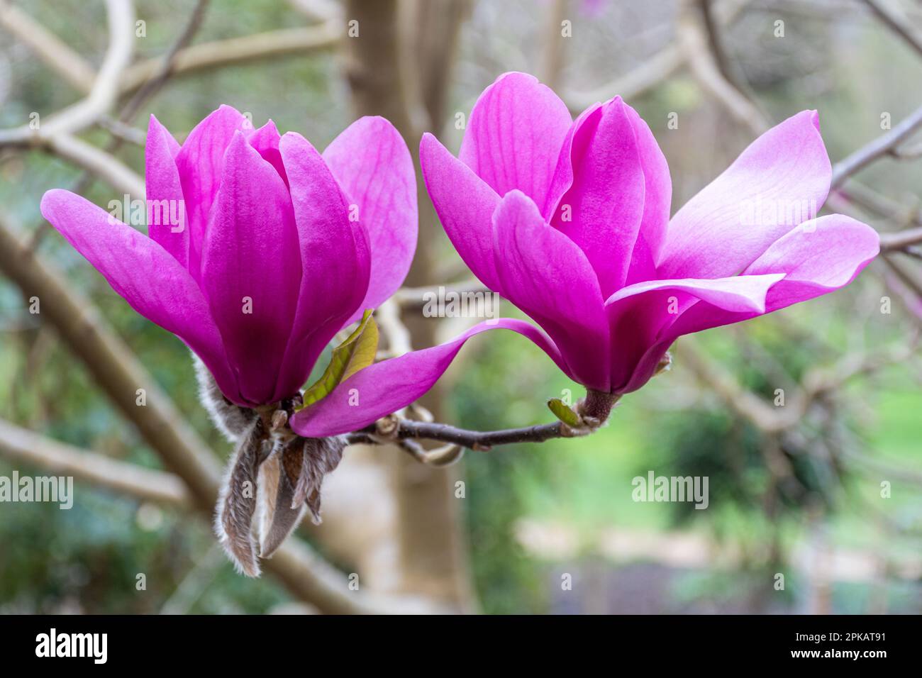 Coloratissimi fiori rosa o viola di Magnolia 'Ruth' in primavera a Valley Gardens, Surrey, Inghilterra, Regno Unito Foto Stock