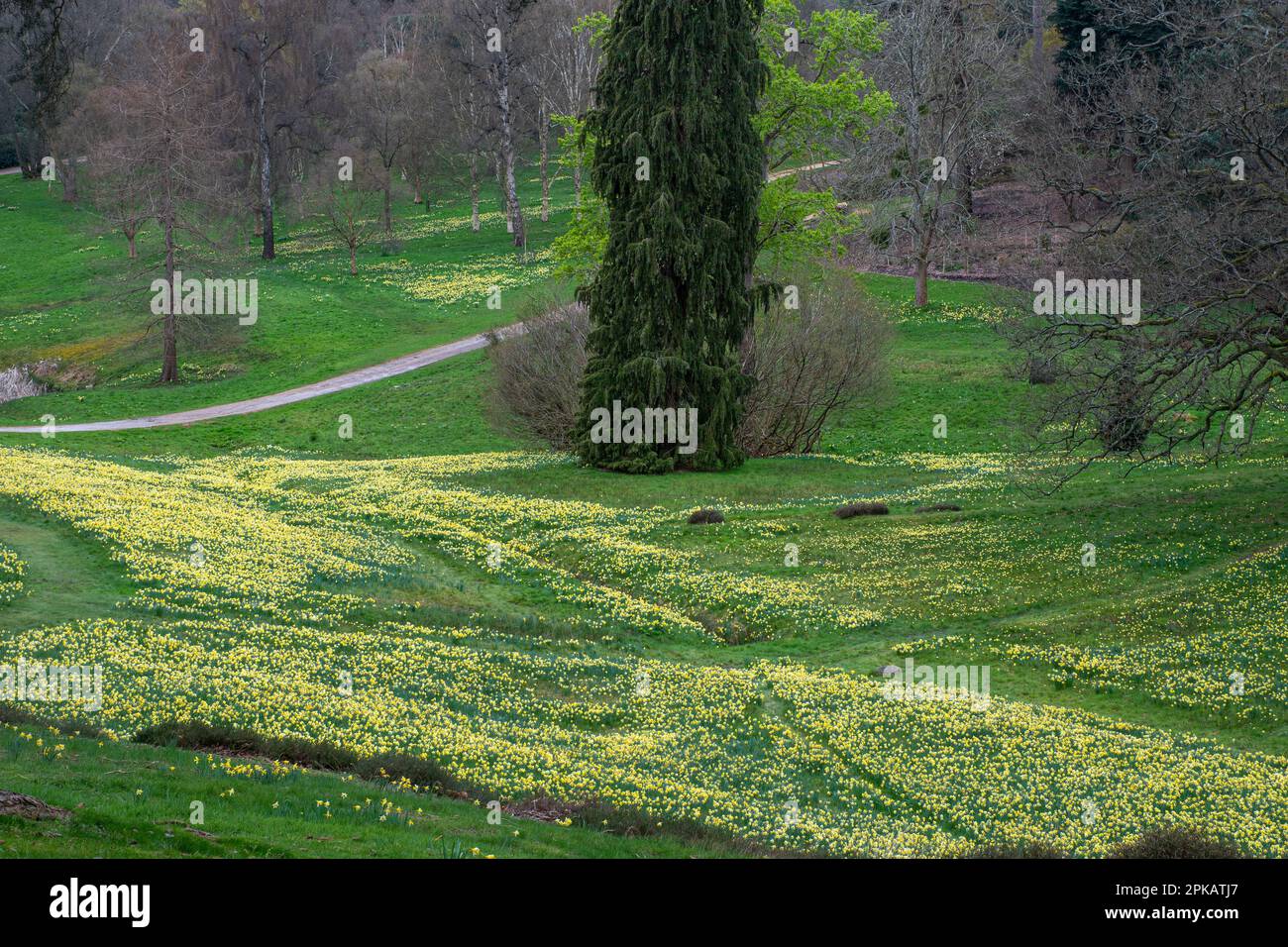 Tappeto di narcisi gialle in Valley Gardens, parte del Windsor Great Park, Surrey, Inghilterra, Regno Unito, nel mese di aprile Foto Stock