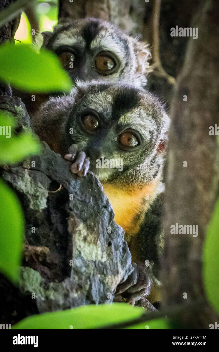 Scimmie notturne (Aotus) nell'Amazzonia peruviana Foto Stock