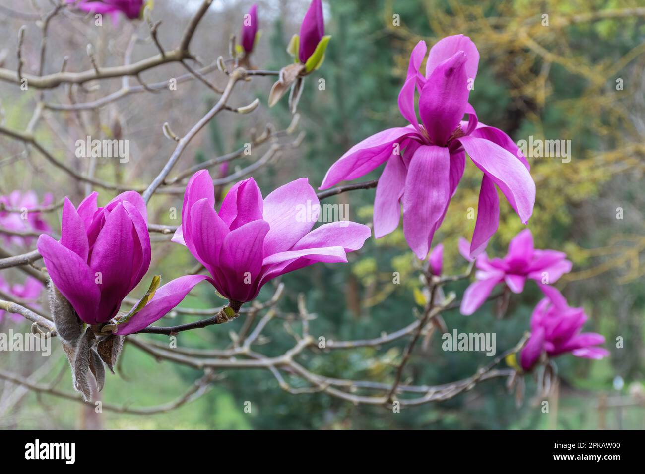 Coloratissimi fiori rosa o viola di Magnolia 'Ruth' in primavera a Valley Gardens, Surrey, Inghilterra, Regno Unito Foto Stock