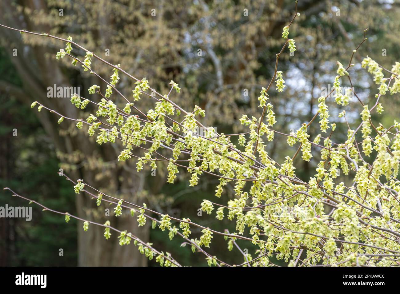 Fiori gialli su Corylopsis sinensis var. Calvescens arbusto (chiamato anche Veitch inverno nocciolo) durante la primavera, Regno Unito Foto Stock