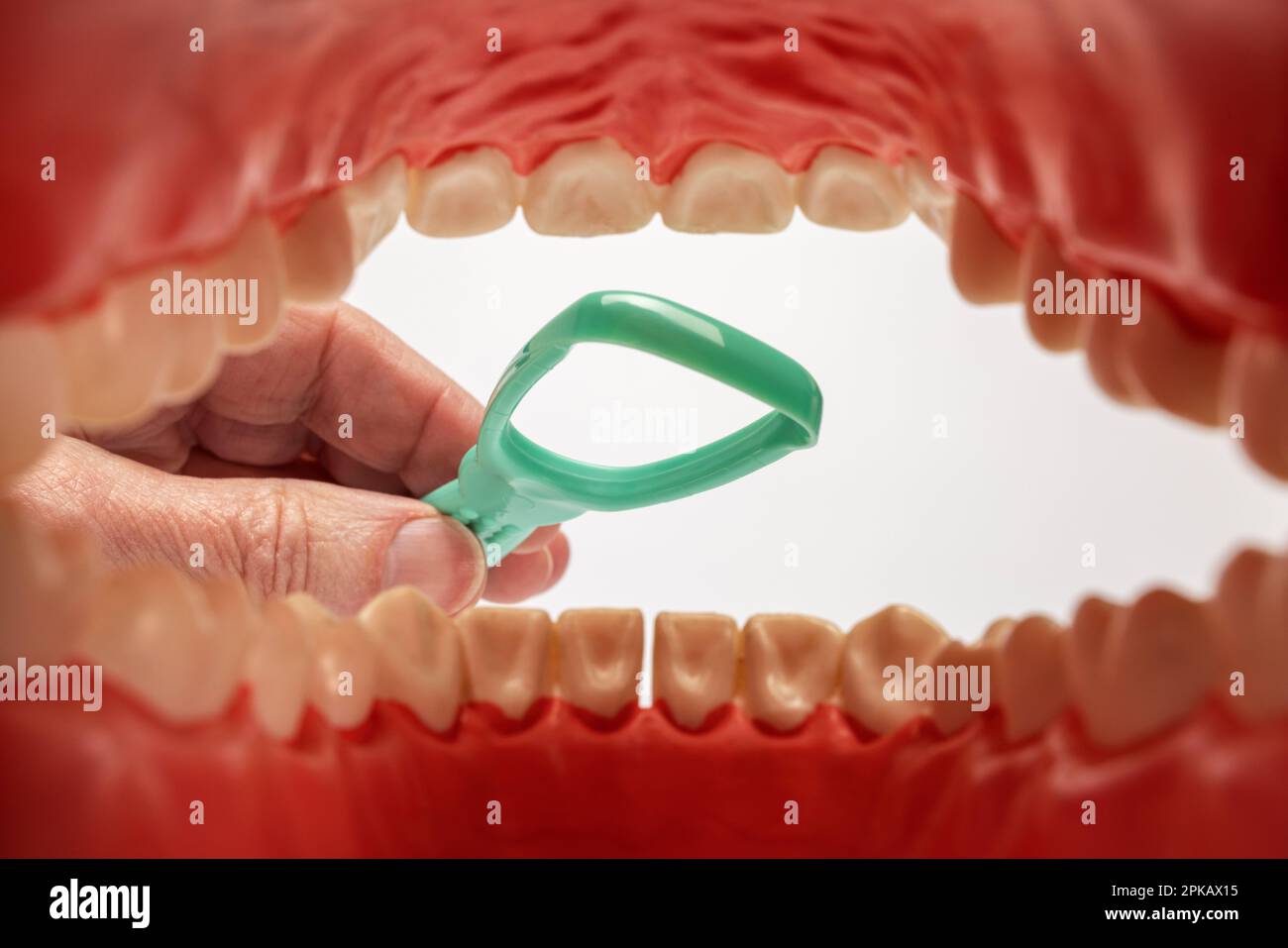 Modello di cura dentale aperto, cavità orale, raschietto per la lingua, dettaglio, immagine simbolo, respiro cattivo, sfondo bianco, Foto Stock