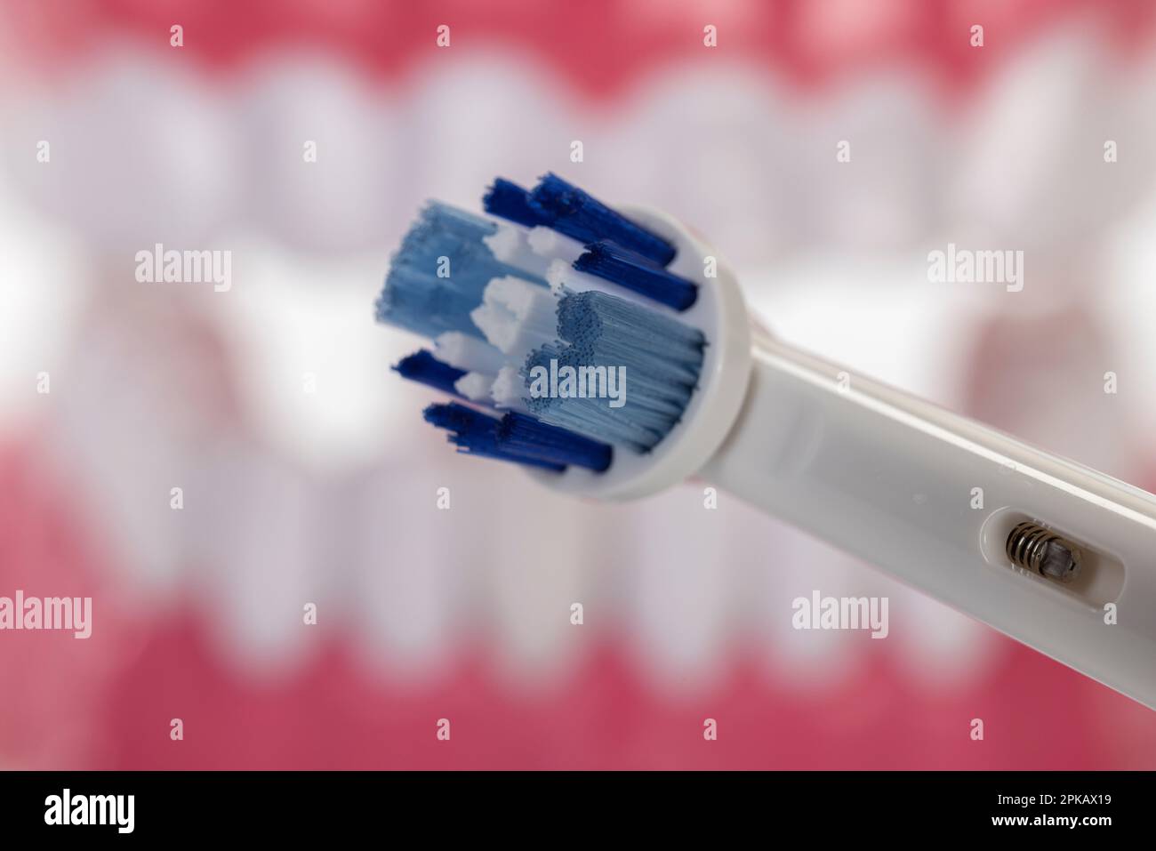 Testina di uno spazzolino da denti elettrico, della Oral-B, modello di cura  dentale di fondo, dettaglio, immagine di simbolo, denti di spazzolatura,  cura dentale Foto stock - Alamy