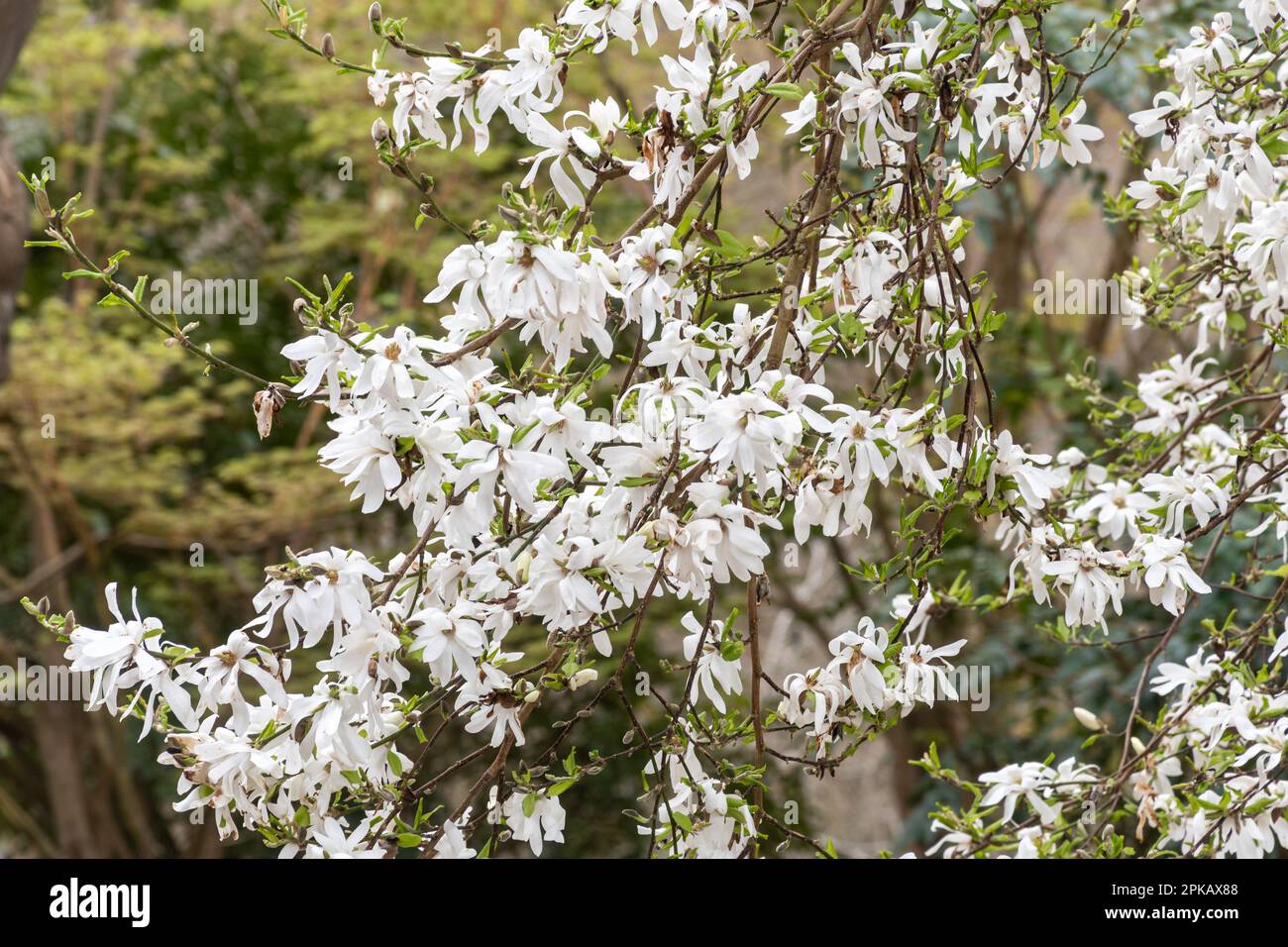 Fiori bianchi di Magnolia x Loebneri (kobus x stellata) 'Neil McEacharn' in Valley Gardens, Windsor Great Park, Surrey, England, UK, in primavera Foto Stock
