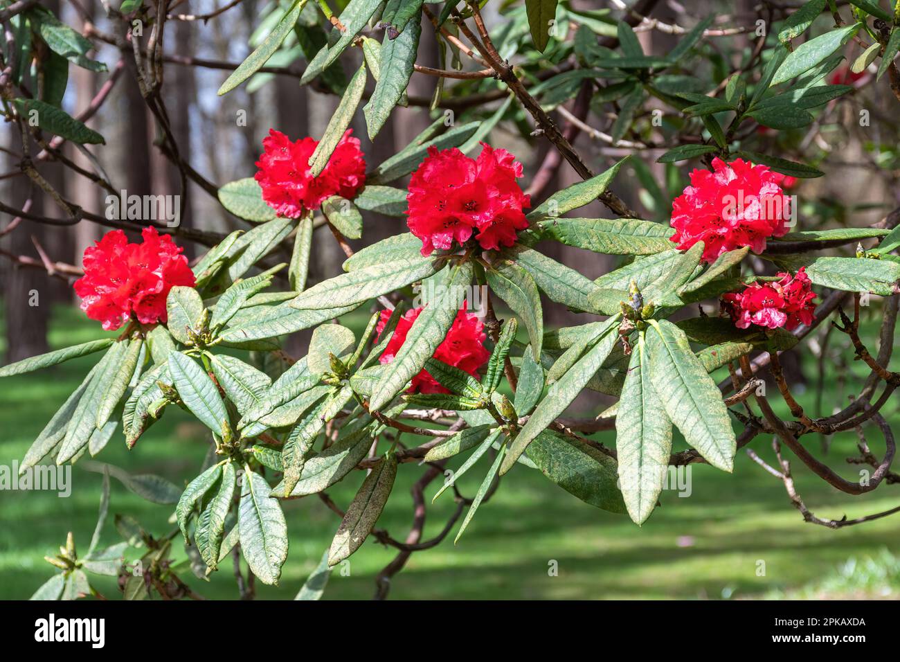 Fiori rossi del barbaro di Rhododendron (sottosezione barbata) durante la primavera o aprile, Regno Unito Foto Stock