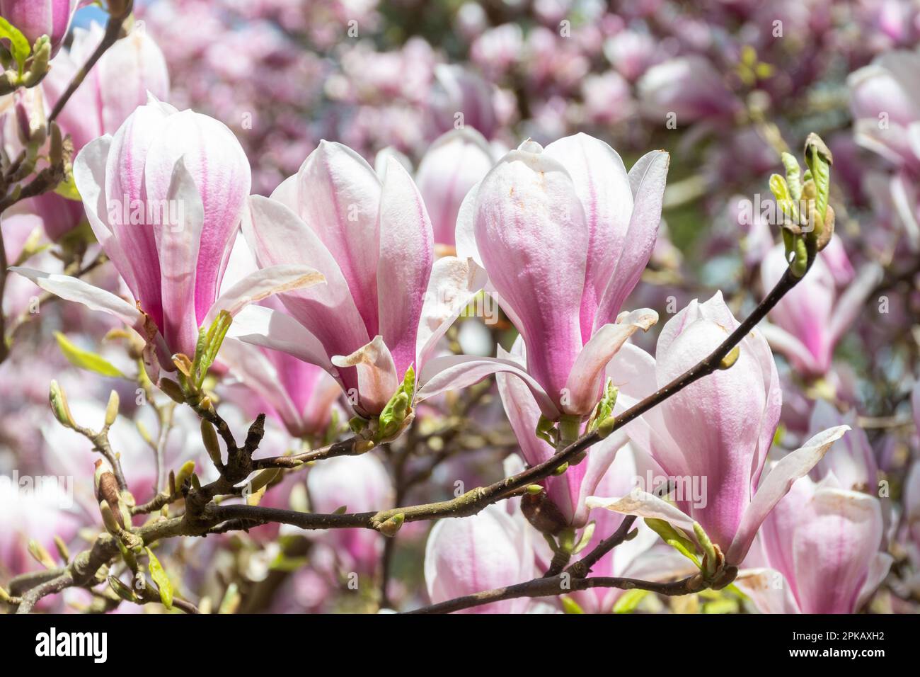 Fiori rosa e bianchi del piccolo albero Magnolia x Soulangeana 'Amabilis' (Magnolia denudata x Magnolia liliiflora), il piattino magnolia, in primavera Foto Stock