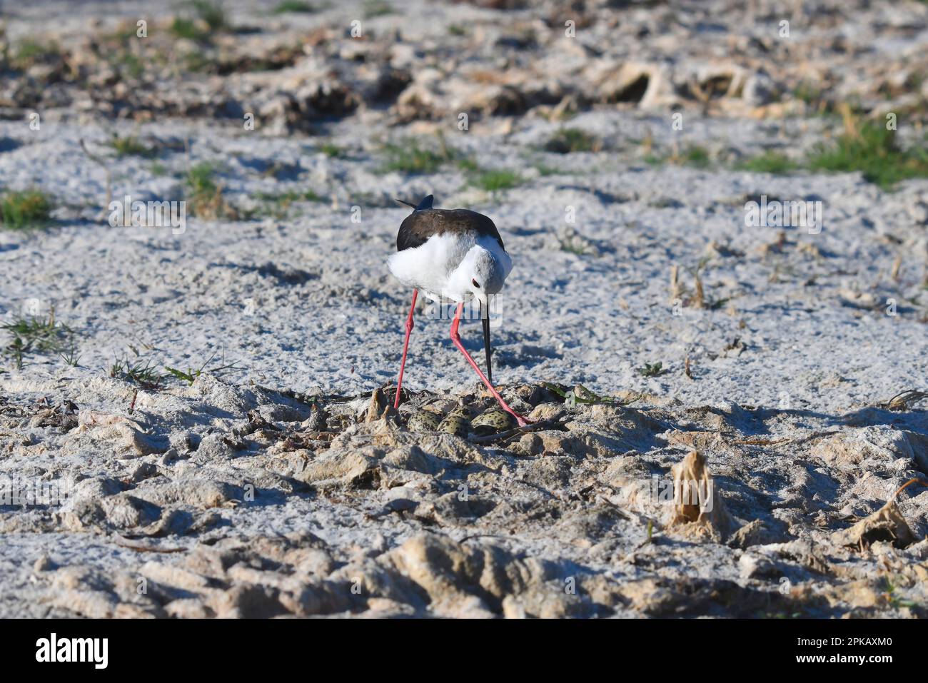 Stilt ad alette nere (Himantopus himantopus) che si accovacciano sulle sue uova, zone umide del fiume Bot, Sudafrica. Foto Stock