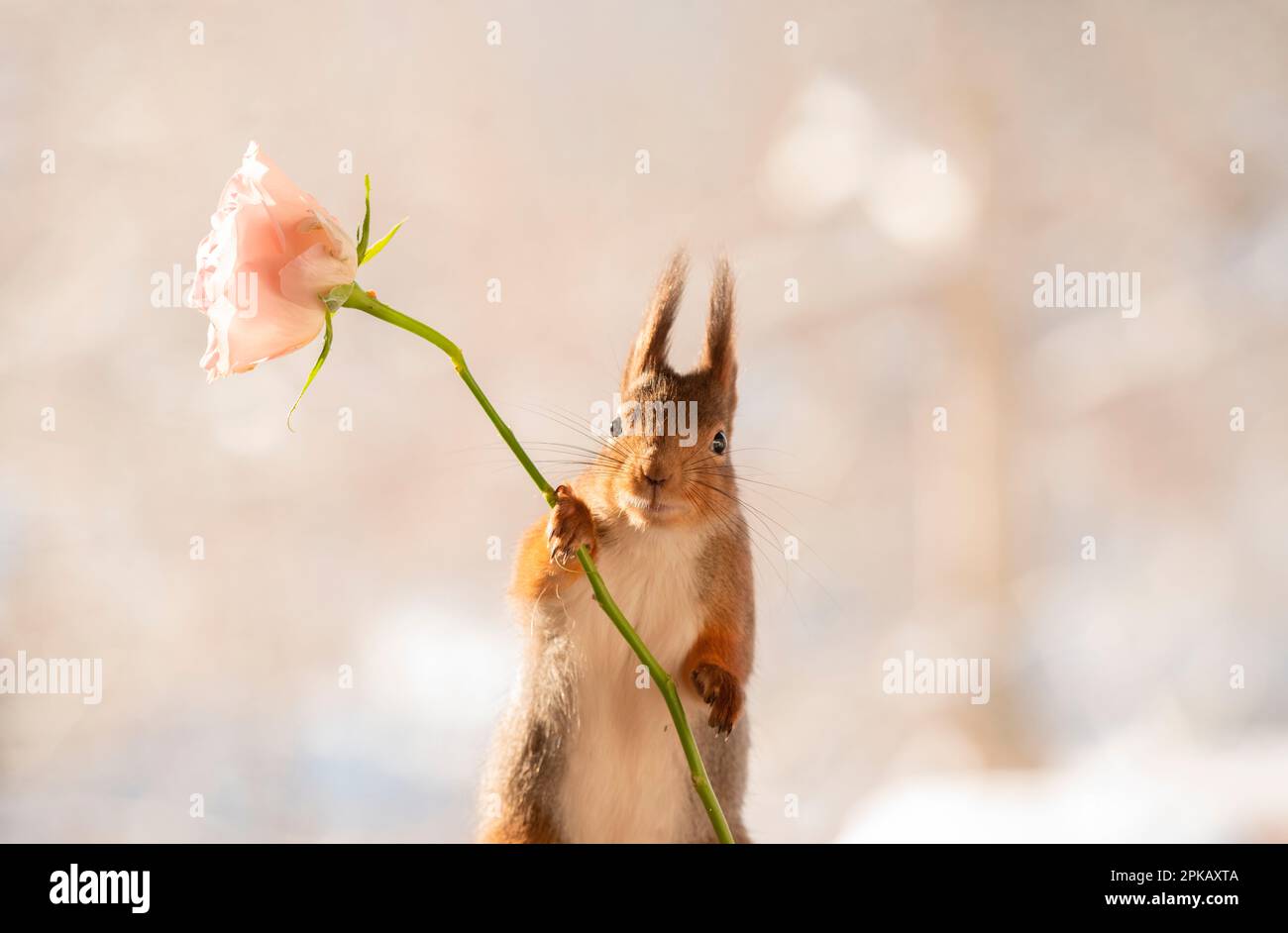 Lo scoiattolo rosso tiene una rosa Foto Stock