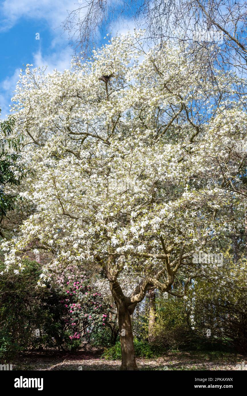 Magnolia stellata 'Rosea' albero coperto di fiori bianchi o fiori in aprile o primavera in Valley Gardens, Windsor Great Park, Surrey, Regno Unito Foto Stock
