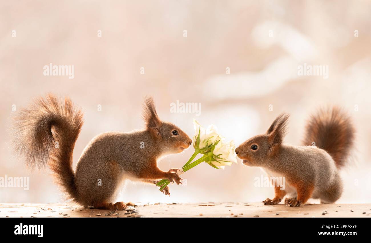 Gli scoiattoli rossi stanno tenendo una rosa Foto Stock