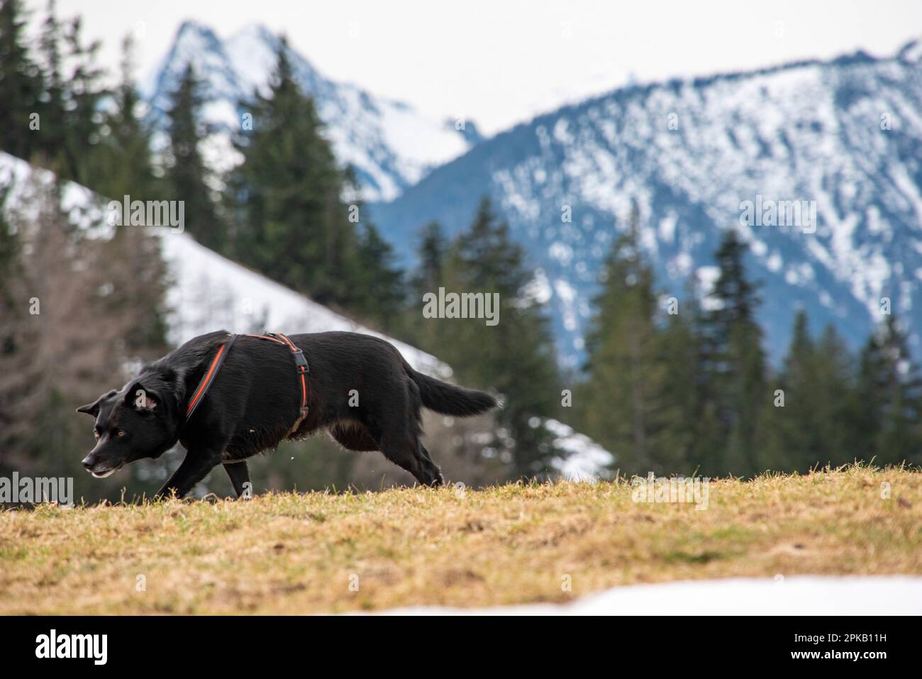 Un cane che gioca aroung e si rotola durante un'escursione nelle montagne bavaresi, in Germania Foto Stock