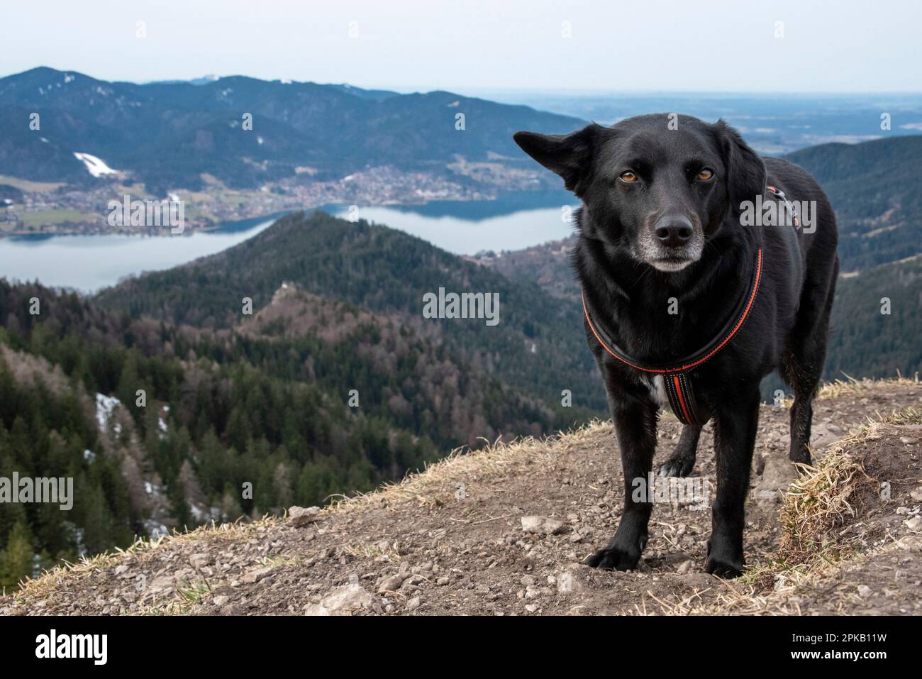 Escursioni con un cane durante la prima primavera nelle alpi bavaresi vicino Tegernsee, Germania Foto Stock
