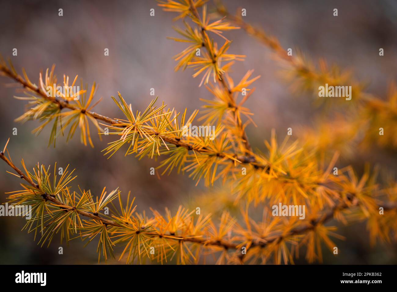 Aghi di larice, foresta, autunno, Dolomiti, Alto Adige, Italia Foto Stock