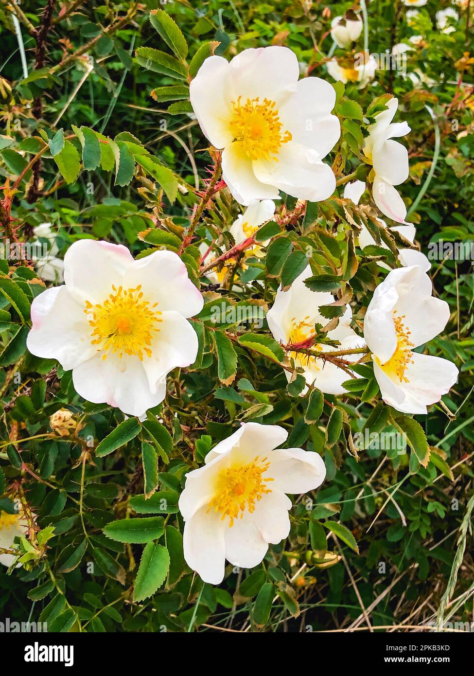 Siepe rosa, rosa, bianco, Fanö, isola, Paesaggio, estate, Danimarca Foto Stock