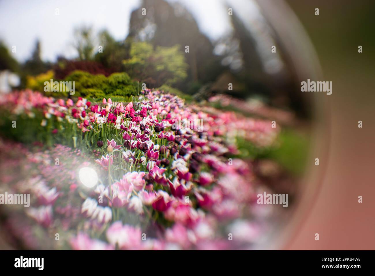 Tulipani fotografati attraverso una palla di vetro Foto Stock