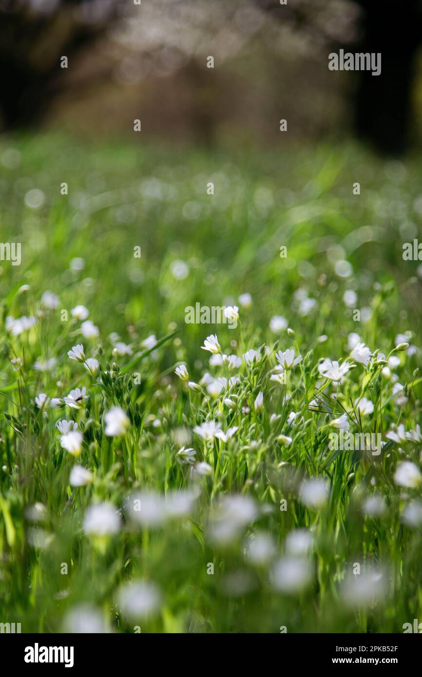 Erba di pollo sotto ciliegi fioriti Foto Stock