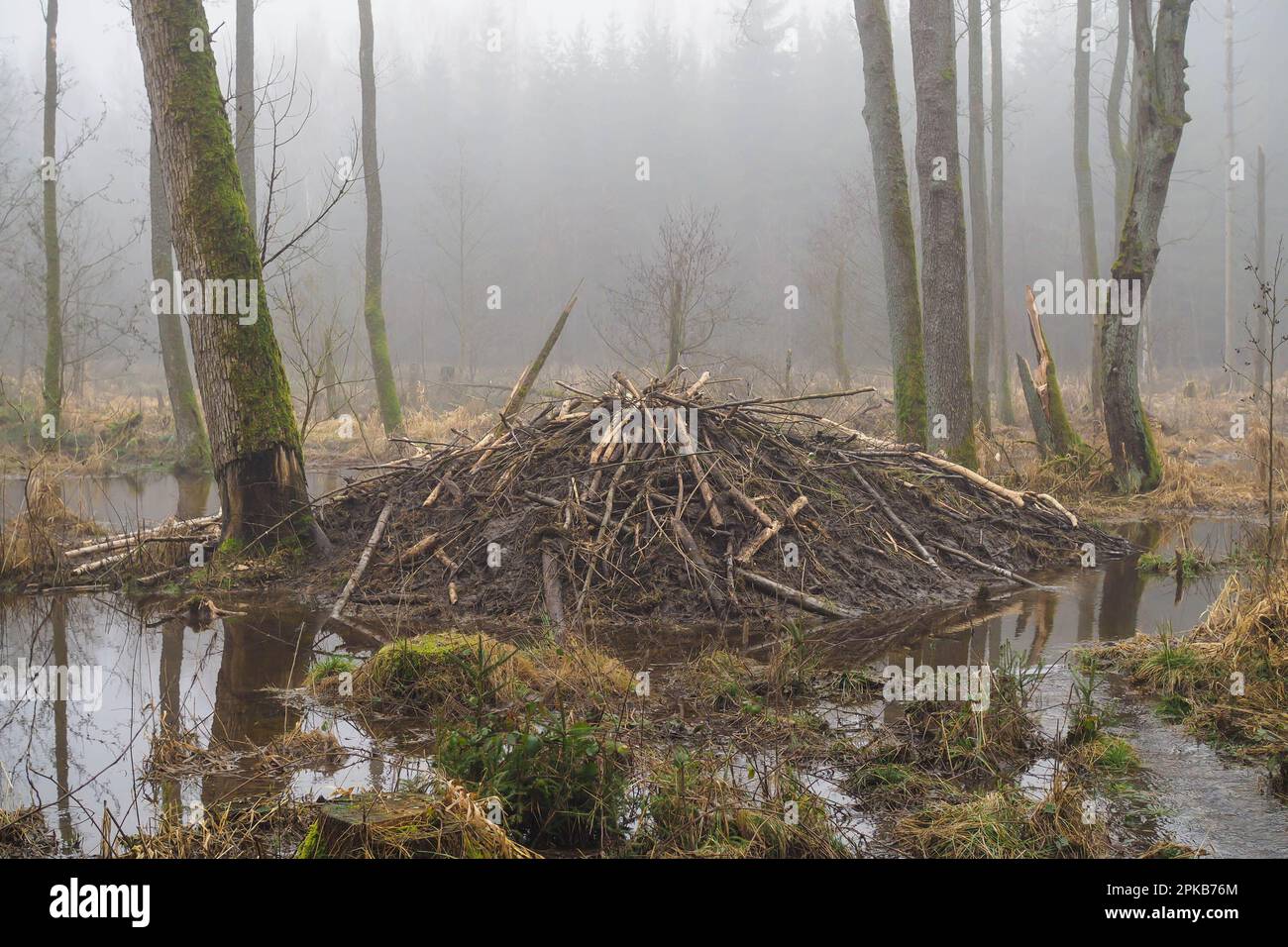 Beaver Lodge in un autunno pianura riparia foresta Foto Stock