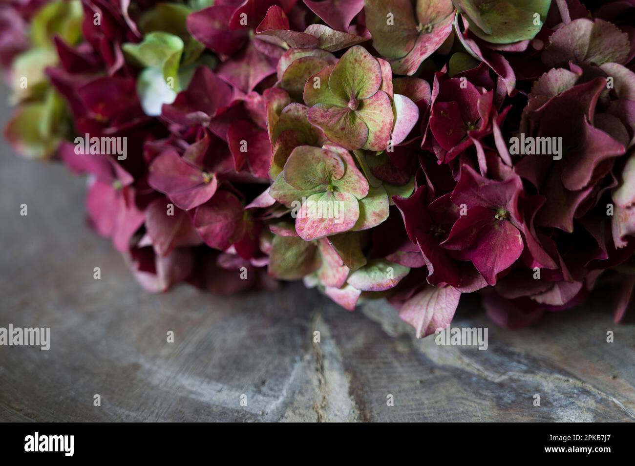 Corona floreale legata da fiori di ortensia rosso scuro e verde, primo piano, dettaglio, decorazione con materiali naturali Foto Stock