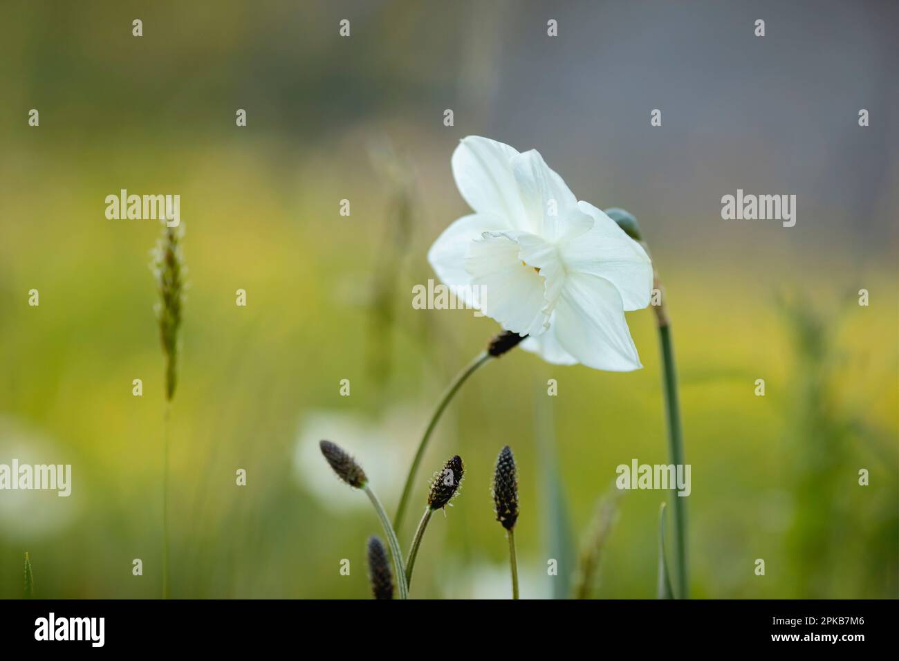 Daffodil bianco, primo piano Foto Stock