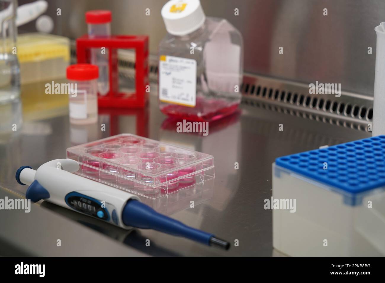 Ricerca sulle infezioni batteriche croniche all'interno di Inserm. Studente di dottorato che lavora sui batteri della brucellosi. Foto Stock