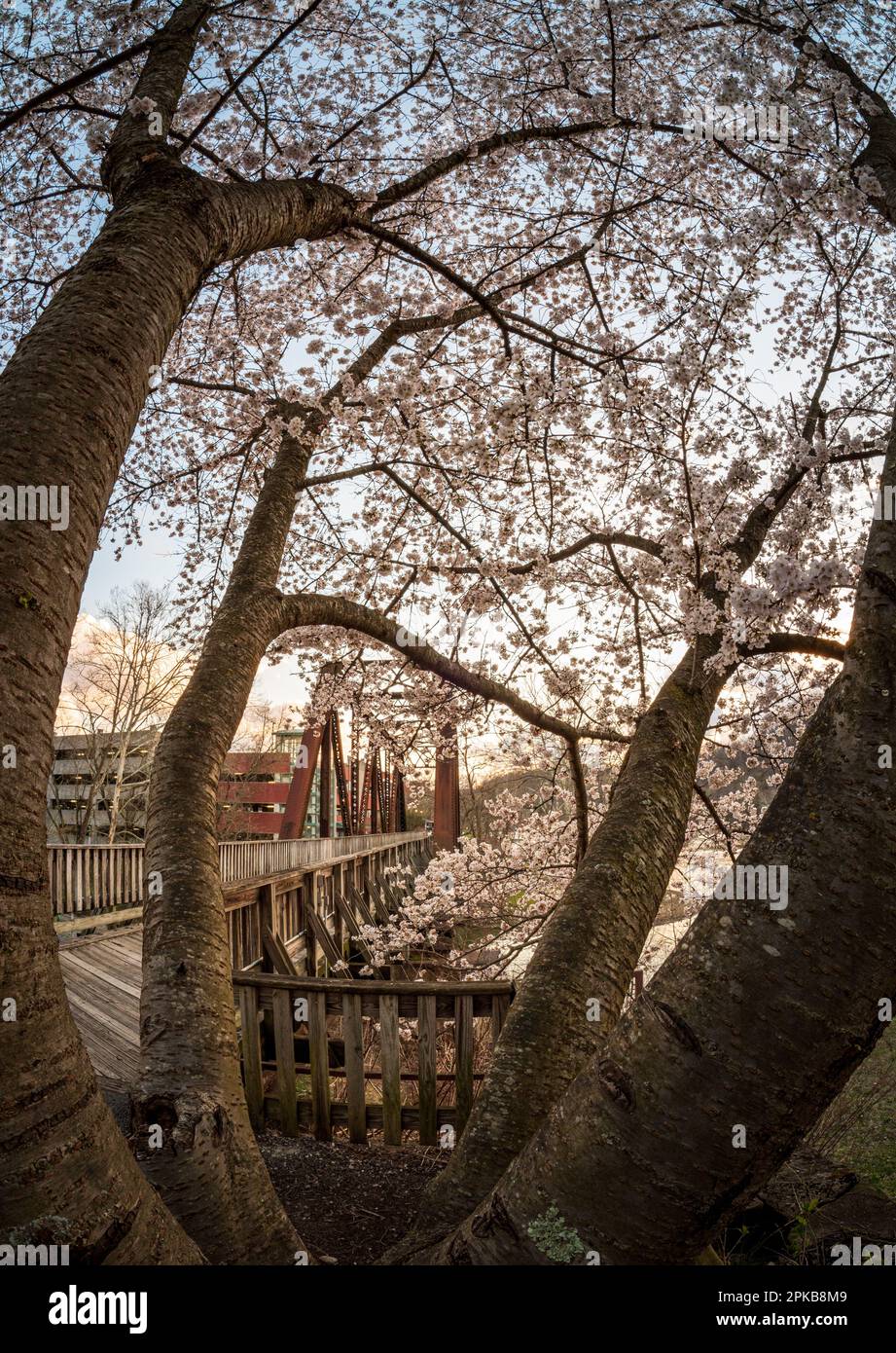 Vecchio ponte in acciaio con percorso a piedi e in bicicletta a Morgantown, West Virginia, oltre Deckers Creek, con fiori di ciliegio in fiore in primavera Foto Stock