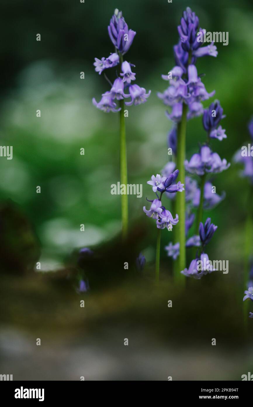 Bluebell Foto Stock