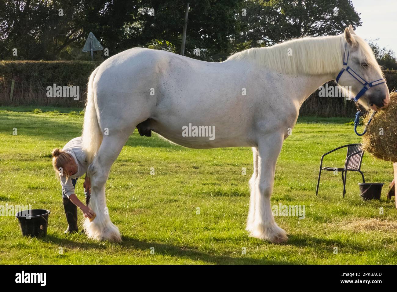 Inghilterra, Dorset, Shaftesbury, l'annuale Wessex Heavy Horse Show e Country Fair, Woman Grooming Heavy Horse in preparazione per la mostra Foto Stock
