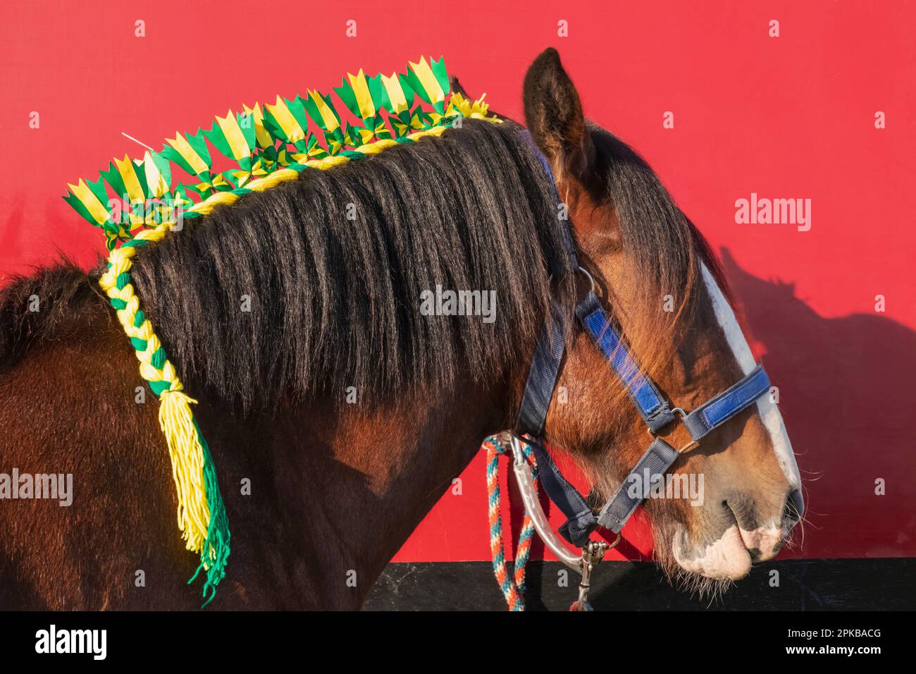 Inghilterra, Dorset, Shaftesbury, l'annuale Wessex Heavy Horse Show e Country Fair, Ritratto del cavallo pronto per la mostra Foto Stock
