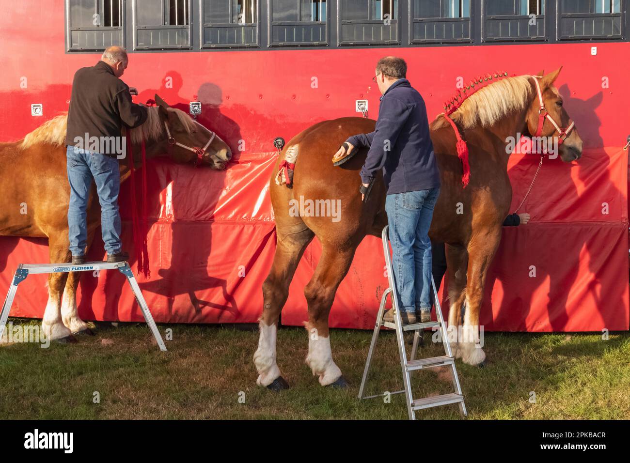 Inghilterra, Dorset, Shaftesbury, l'annuale Wessex Heavy Horse Show and Country Fair, Men Grooming Heavy Horse in preparazione per la mostra Foto Stock