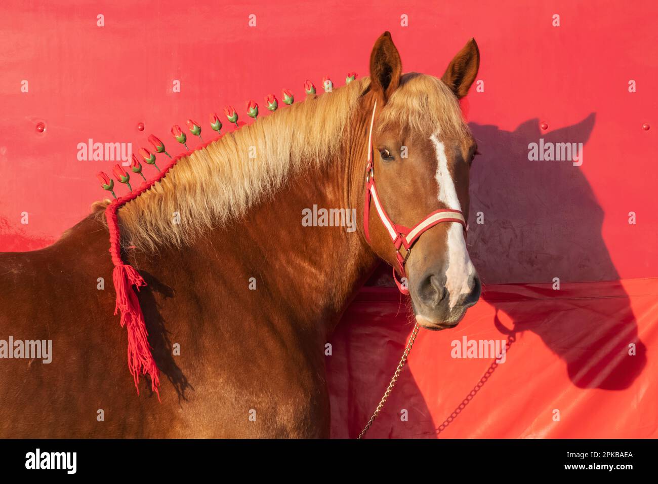 Inghilterra, Dorset, Shaftesbury, l'annuale Wessex Heavy Horse Show e Country Fair, Ritratto del cavallo pronto per la mostra Foto Stock