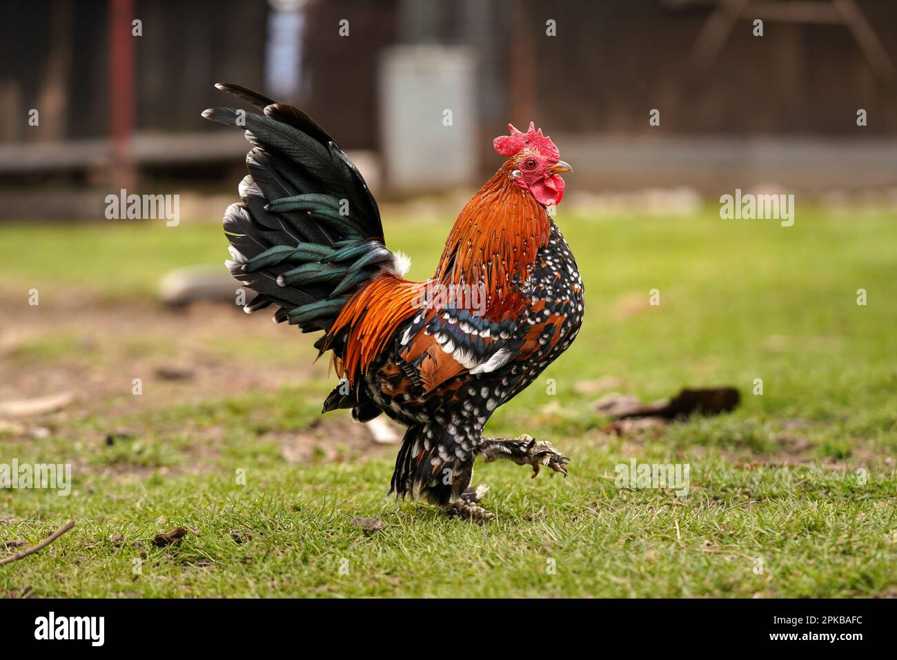 Piccolo gallo di pollo di bantam con pettine rosso brillante e coda verde, camminando sul prato verde, vista laterale Foto Stock