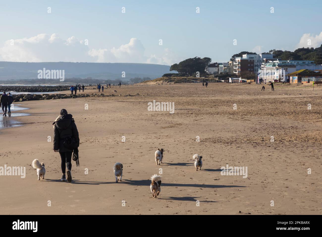 Inghilterra, Dorset, Poole, Sandbanks Beach, cani da passeggio Donna di fronte alle proprietà di lusso sul lungomare Foto Stock
