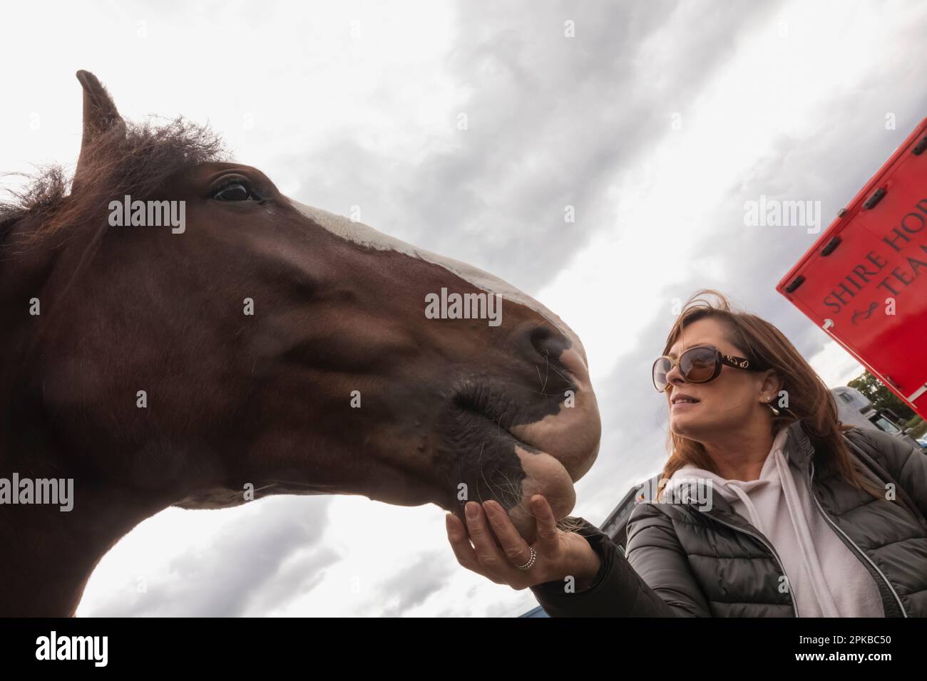 Inghilterra, Dorset, Shaftesbury, l'annuale Wessex Heavy Horse Show and Country Fair, mostra visitatori che accarezzano Heavy Horse Foto Stock
