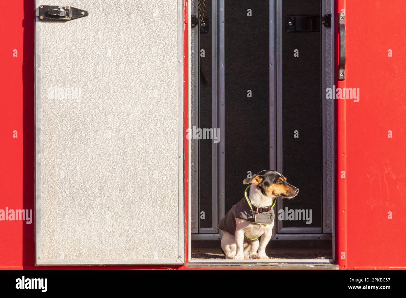 Inghilterra, Dorset, Shaftesbury, l'annuale Wessex Heavy Horse Show e Country Fair, Dog in Horse Trailer porta Foto Stock