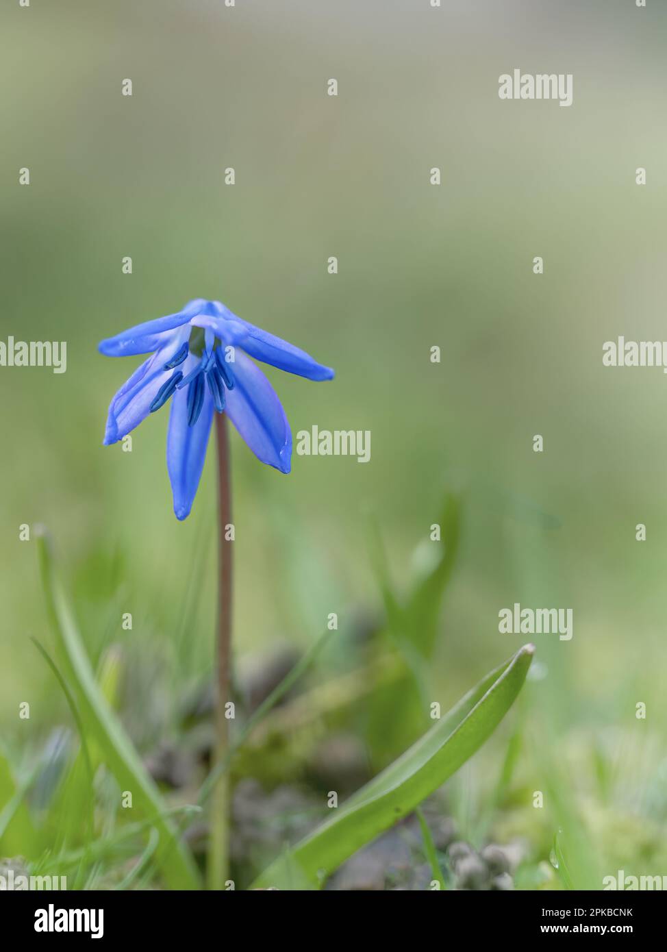 Primo piano di un fragile fiore siberiano blu, Scilla siberica. Foto Stock