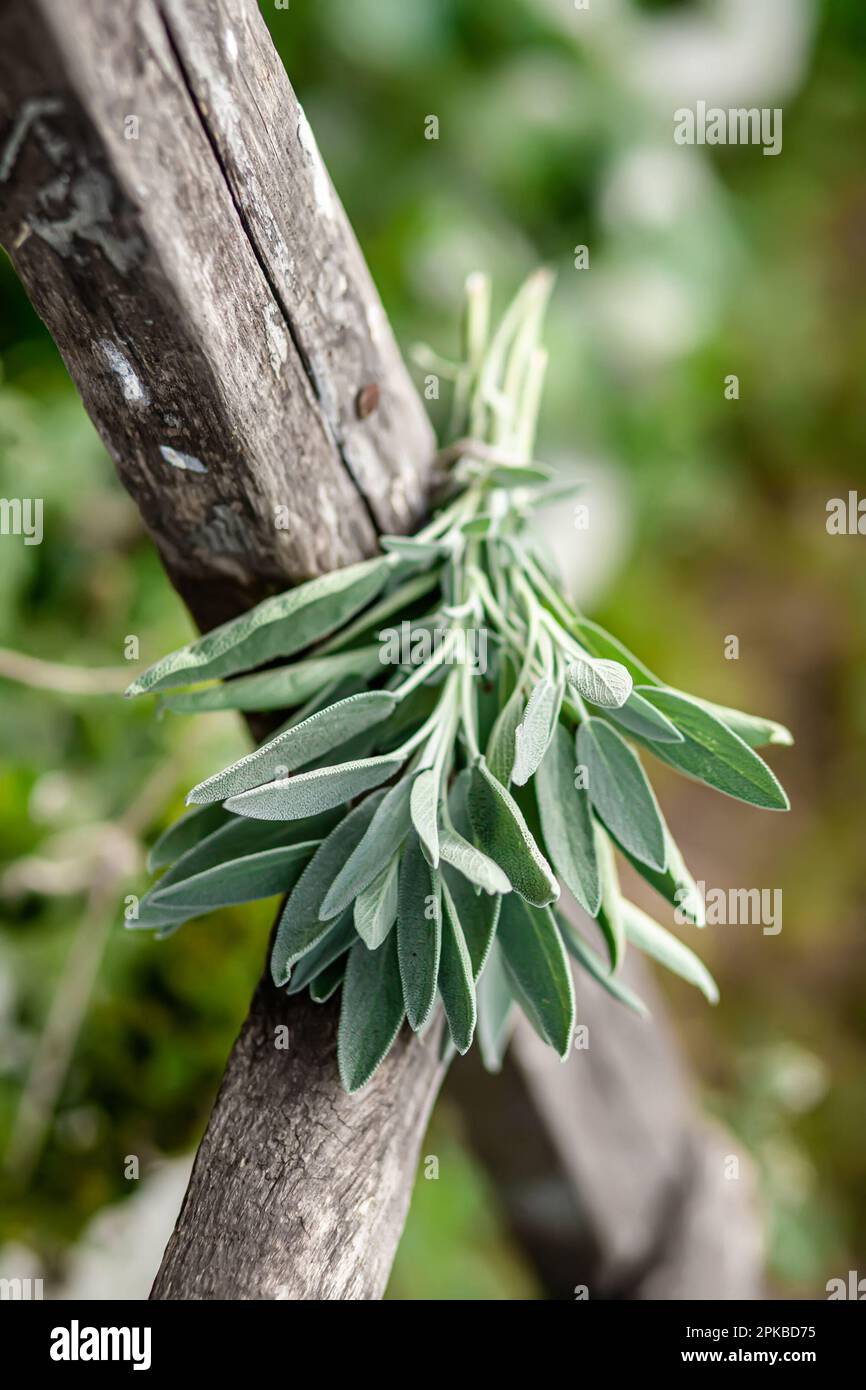 Balsamo di limone, melissa officinalis, balsamo, balsamo comune, o menta balsamo. Salvia officinalis, salvia comune, salvia giusta, mentha suaveolens, menta di mela, ananas Foto Stock