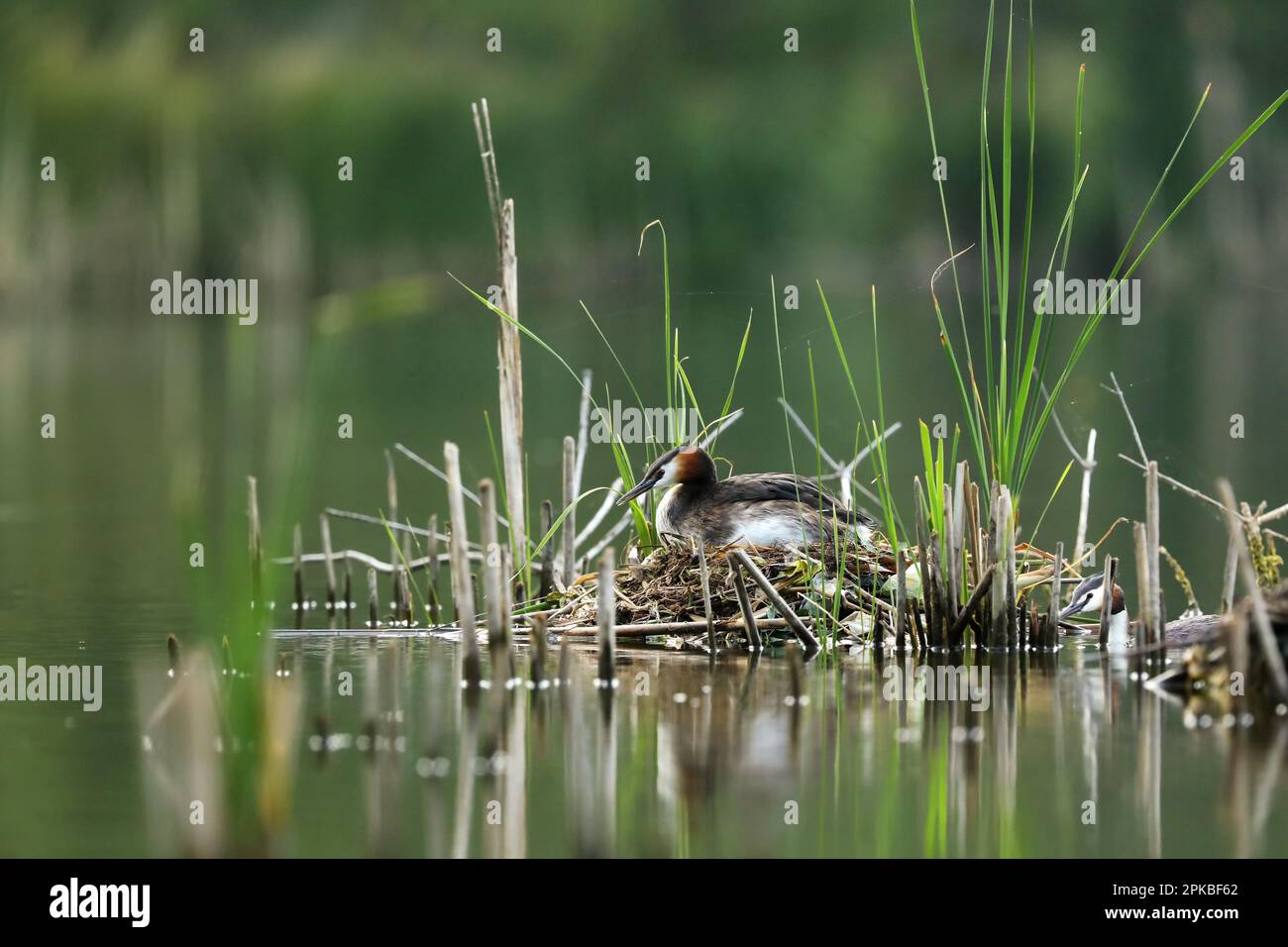 Grande grebe crested incubando il nido sull'acqua a tarda primavera, uccello nell'habitat naturale, Repubblica Ceca Foto Stock