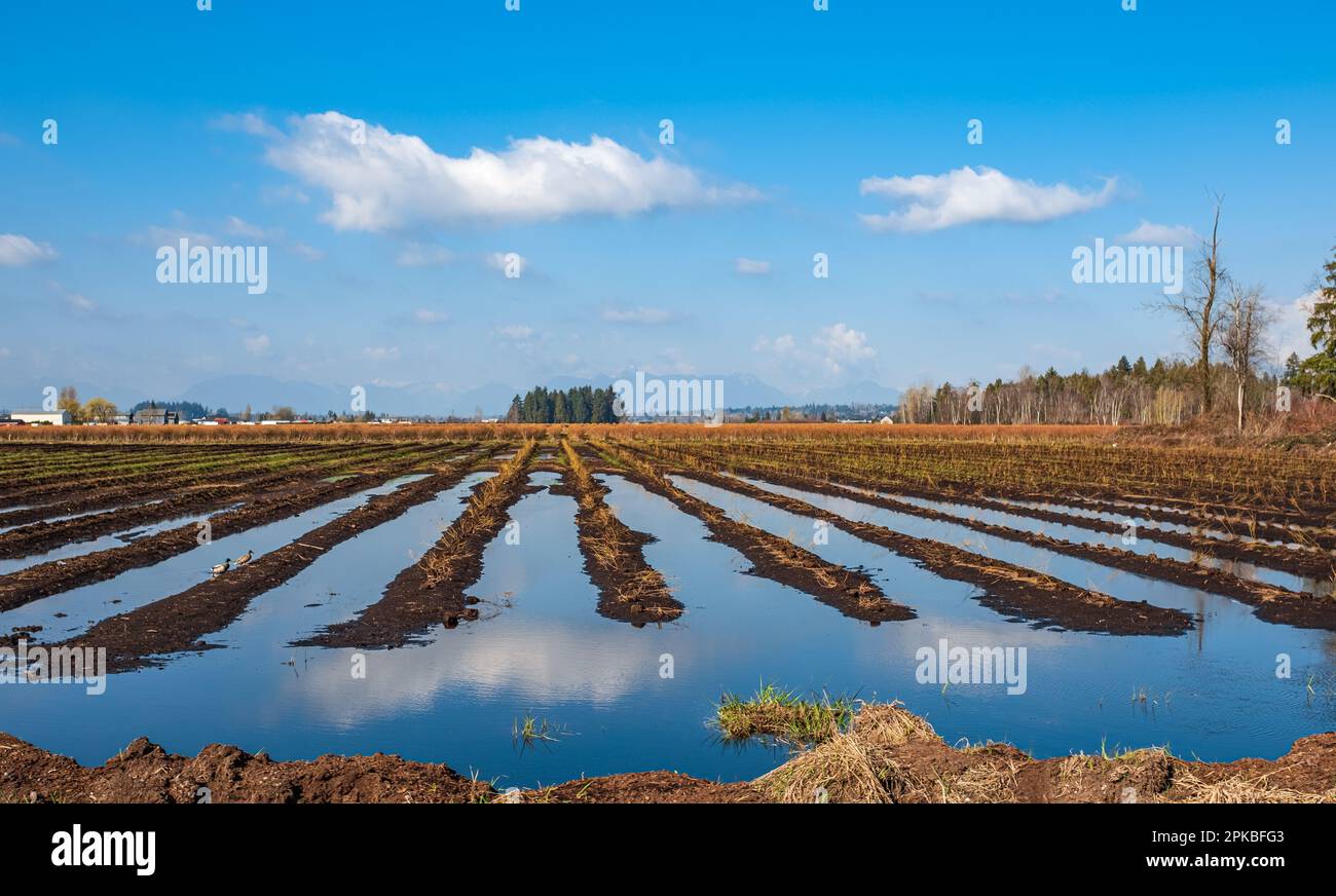 Campi agricoli riempiti di acqua dopo pioggia pesante. Cingoli di pneumatici di macchinari agricoli pesanti riempiti di pozzanghere su un campo fangoso. Risaie Foto Stock