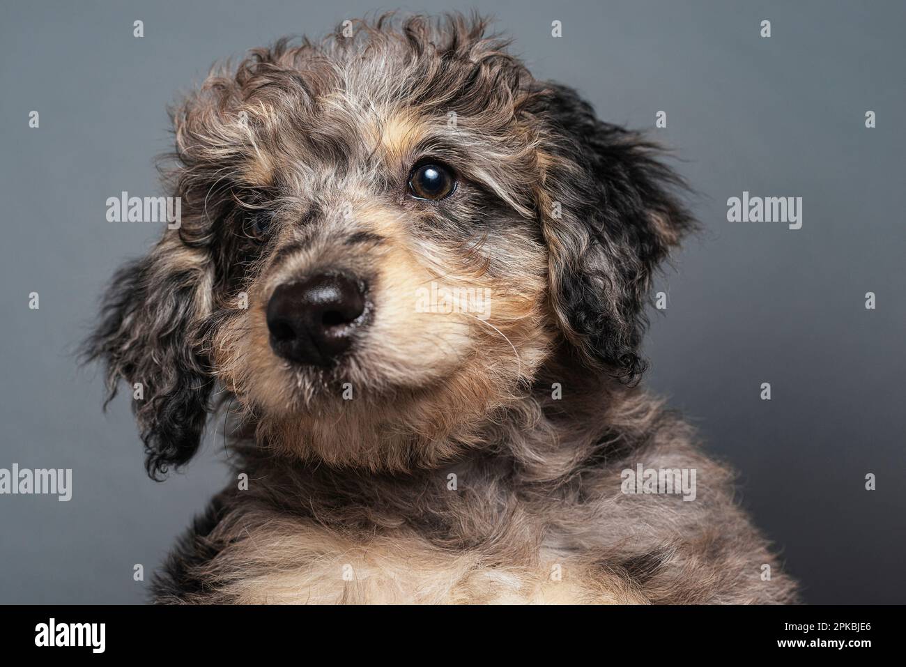 Un Aussiepo di dieci settimane con un cappotto a forma di barbetta. Foto Stock